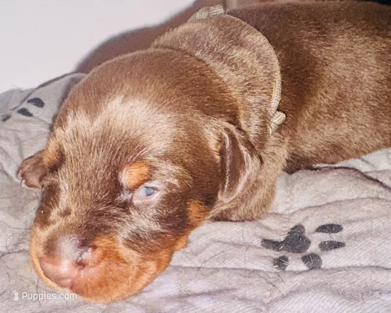 Grey Collar Male -Euro Lines-AKC – Doberman Pinscher puppy on hold in Greenwood, IN