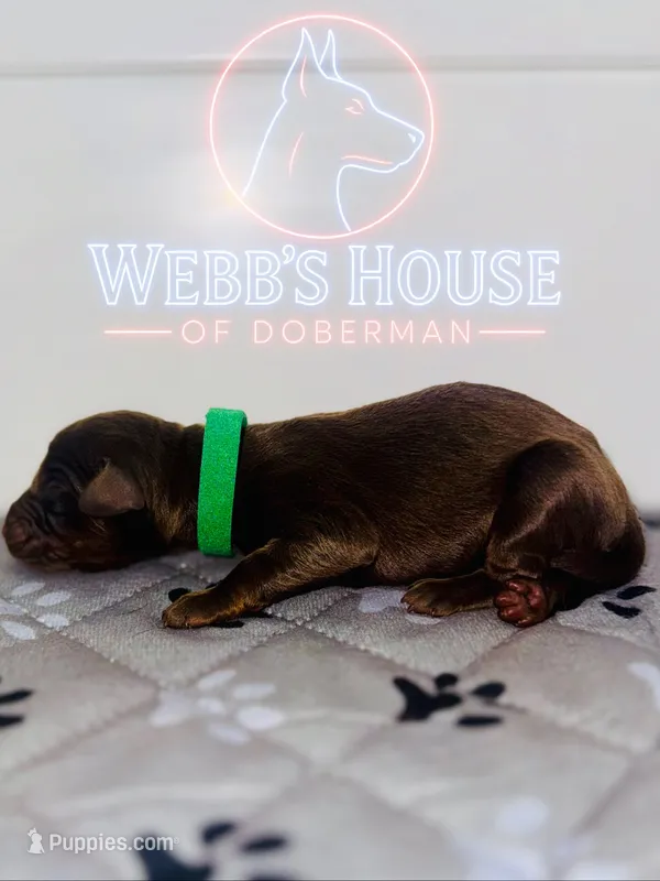 Green Collar Male – Doberman Pinscher puppy for sale in Greenwood, IN