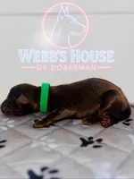 Green Collar Male, a male Doberman Pinscher for sale in Greenwood, IN – 1 of 2