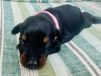 Asha (Light Pink Collar), a female Doberman Pinscher for sale in Greenwood, IN – 9 of 9