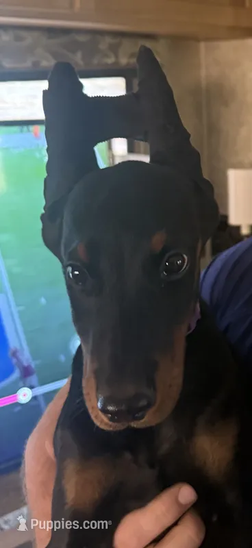 Asha (Light Pink Collar) – Doberman Pinscher puppy for sale in Greenwood, IN
