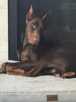 100% Euro Dobermans , a  Doberman Pinscher for sale in Greenwood, IN – 8 of 9
