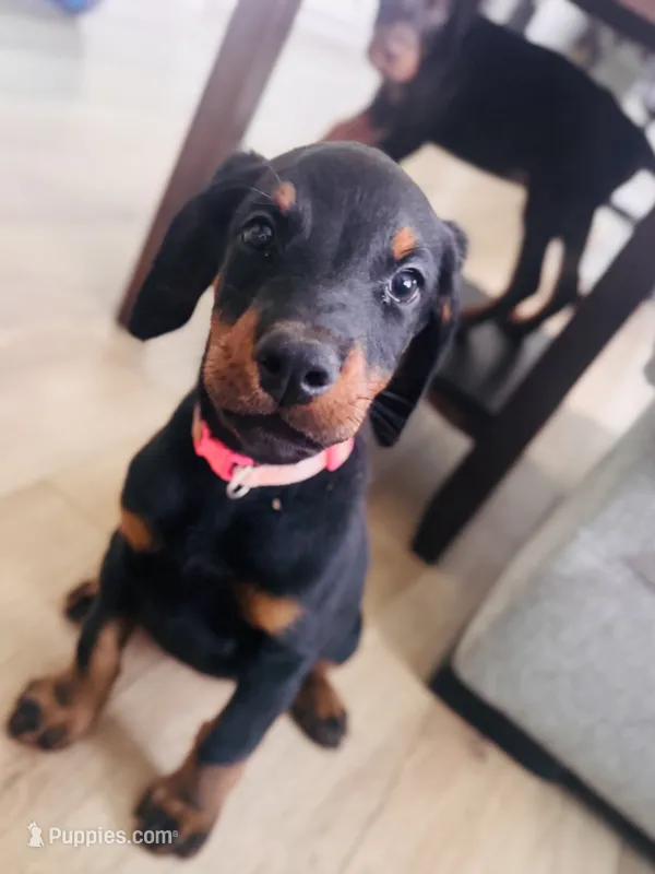 Asha  – Doberman Pinscher puppy for sale in Greenwood, IN