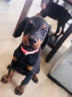 Asha (Light Pink Collar), a female Doberman Pinscher for sale in Greenwood, IN – 1 of 9