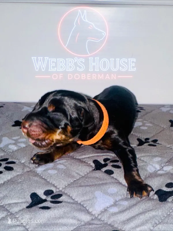 Orange Collar Male – Doberman Pinscher puppy for sale in Greenwood, IN