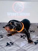 Orange Collar Male, a male Doberman Pinscher for sale in Greenwood, IN – 1 of 2
