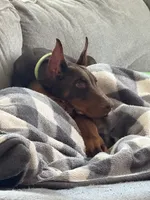 100% Euro Dobermans , a  Doberman Pinscher for sale in Greenwood, IN – 3 of 9