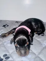 Asha (Light Pink Collar), a female Doberman Pinscher for sale in Greenwood, IN – 7 of 9