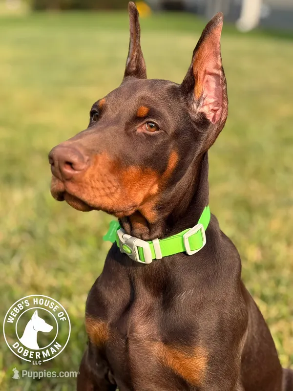 100% Euro Dobermans  – Doberman Pinscher puppy for sale in Greenwood, IN