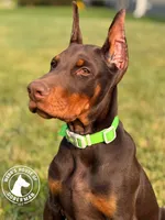 100% Euro Dobermans , a  Doberman Pinscher for sale in Greenwood, IN – 1 of 9