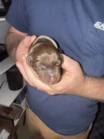 Grey Collar Male -Euro Lines-AKC, a male Doberman Pinscher for sale in Greenwood, IN – 2 of 5