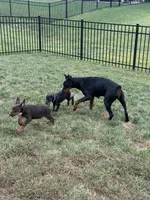 Asha (Light Pink Collar), a female Doberman Pinscher for sale in Greenwood, IN – 4 of 9
