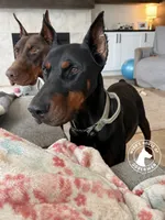 Asha (Light Pink Collar), a female Doberman Pinscher for sale in Greenwood, IN – 8 of 9