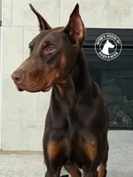 100% Euro Dobermans , a  Doberman Pinscher for sale in Greenwood, IN – 9 of 9