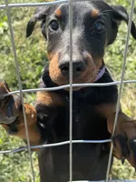 Asha (Light Pink Collar), a female Doberman Pinscher for sale in Greenwood, IN – 2 of 9