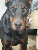 Light Blue Male -Euro Lines-AKC, a male Doberman Pinscher for sale in Greenwood, IN – 6 of 6