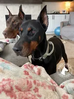 100% Euro Dobermans , a  Doberman Pinscher for sale in Greenwood, IN – 4 of 9