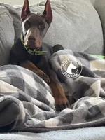 Light Blue Male -Euro Lines-AKC, a male Doberman Pinscher for sale in Greenwood, IN – 5 of 6