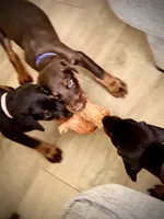 Asha (Light Pink Collar), a female Doberman Pinscher for sale in Greenwood, IN – 5 of 9