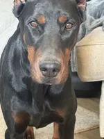100% Euro Dobermans , a  Doberman Pinscher for sale in Greenwood, IN – 7 of 9