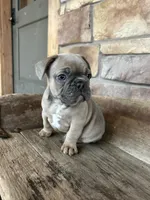 Louie, a male French Bulldog for sale in Arthur, IL – Photo 3 of 4