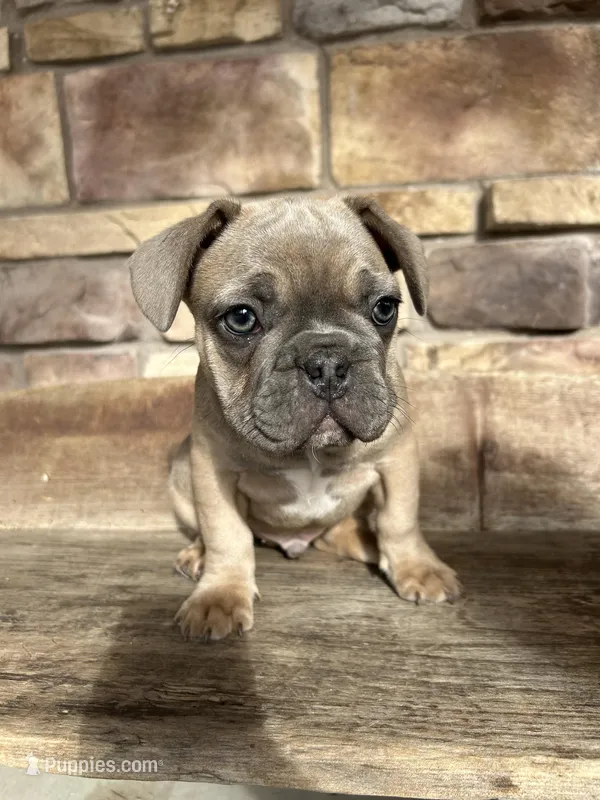 Louie – French Bulldog puppy for sale in Arthur, IL