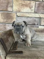 Louie, a male French Bulldog for sale in Arthur, IL – Photo 4 of 4