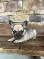 Riley, a female French Bulldog for sale in Arthur, IL – Photo 7 of 8