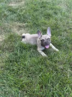 Riley, a female French Bulldog for sale in Arthur, IL – Photo 2 of 8