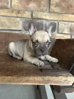 Riley, a female French Bulldog for sale in Arthur, IL – Photo 4 of 8