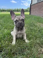 Riley, a female French Bulldog for sale in Arthur, IL – Photo 1 of 8