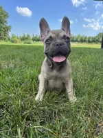 Riley, a female French Bulldog for sale in Arthur, IL – Photo 3 of 8