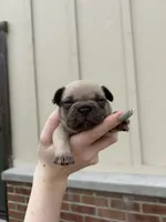 Riley, a female French Bulldog for sale in Arthur, IL – Photo 8 of 8