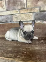 Riley, a female French Bulldog for sale in Arthur, IL – Photo 6 of 8