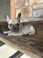 Riley, a female French Bulldog for sale in Arthur, IL – Photo 5 of 8