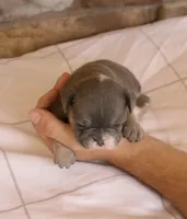 Beau, a male French Bulldog for sale in Arthur, IL – Photo 4 of 4