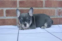 Beau, a male French Bulldog for sale in Arthur, IL – Photo 2 of 4