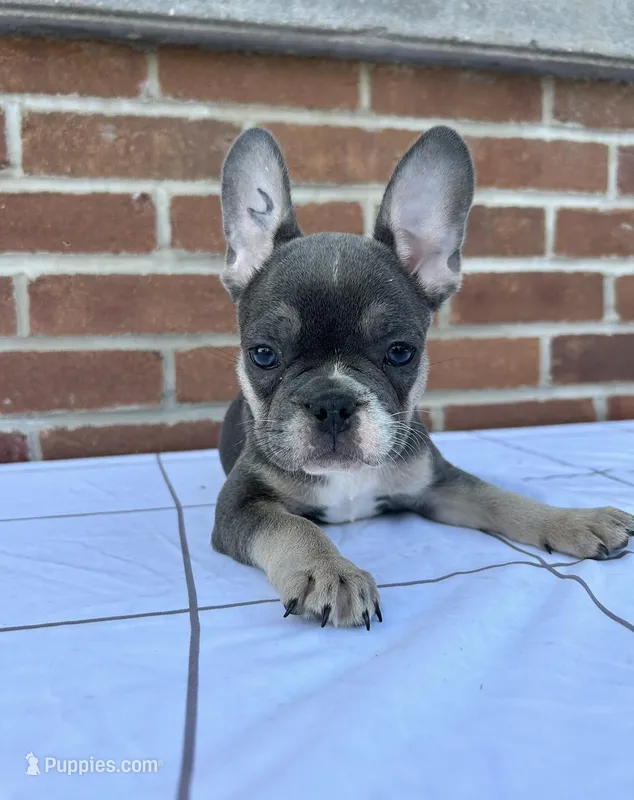 Beau, a male French Bulldog for sale in Arthur, IL – Photo 1 of 4