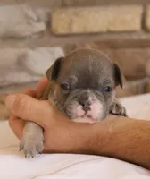 Beau, a male French Bulldog for sale in Arthur, IL – Photo 3 of 4