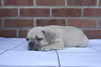 Ollie, a male French Bulldog for sale in Arthur, IL – Photo 4 of 5