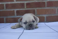 Ollie, a male French Bulldog for sale in Arthur, IL – Photo 3 of 5