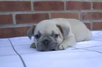 Ollie, a male French Bulldog for sale in Arthur, IL – Photo 2 of 5