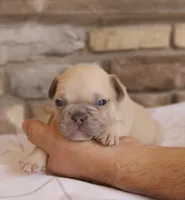 Ollie, a male French Bulldog for sale in Arthur, IL – Photo 5 of 5