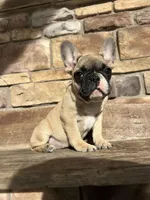 Nala, a female French Bulldog for sale in Arthur, IL – Photo 3 of 3