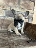 Nala, a female French Bulldog for sale in Arthur, IL – Photo 2 of 3