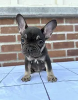 Izzy, a female French Bulldog for sale in Arthur, IL – Photo 1 of 3