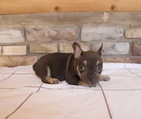 Izzy, a female French Bulldog for sale in Arthur, IL – Photo 3 of 3