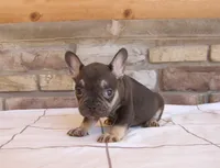 Izzy, a female French Bulldog for sale in Arthur, IL – Photo 2 of 3