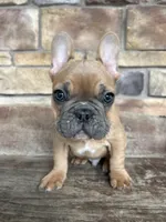 Teddy, a male French Bulldog for sale in Arthur, IL – Photo 2 of 3