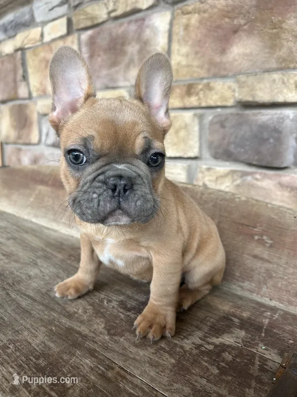 Teddy – French Bulldog puppy for sale in Arthur, IL